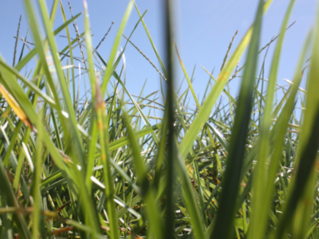 Close up of grass and blue sky