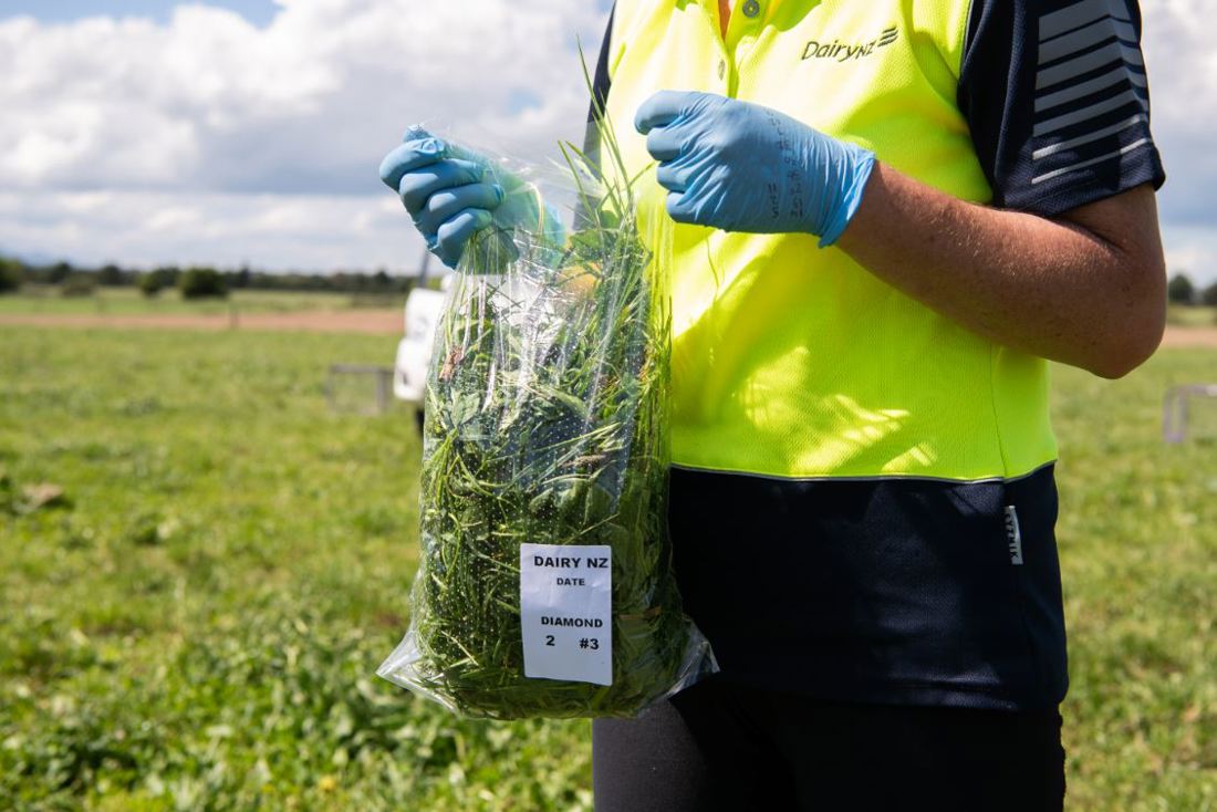 A DairyNZ scientist wearing high visibility clothing, gathering plantain in a paddock for research purposes 