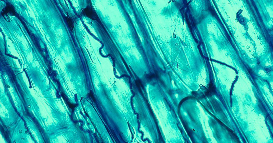 Endophyte 1200 Wide