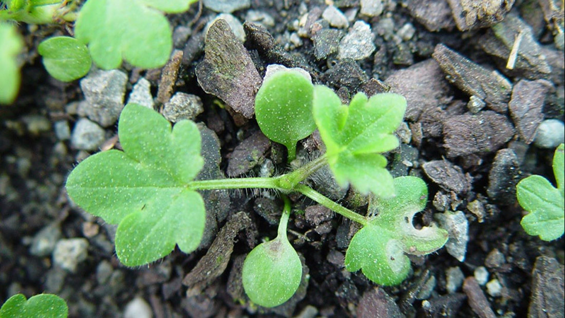 Seedling Of Giant Buttercup With Cotyledons And Three True Leaves 950X535