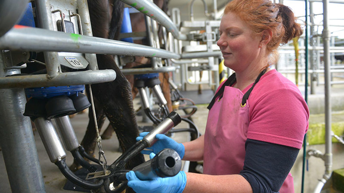 A woman milking from a dairy cow