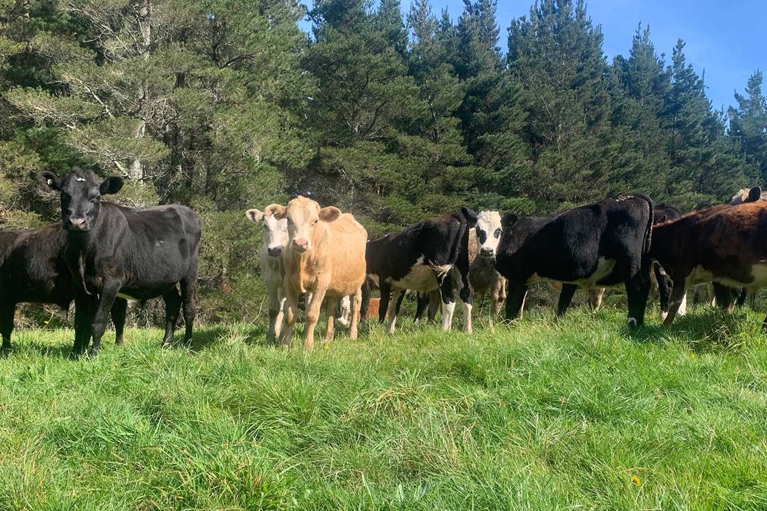 Hawke's Bay calves from Canterbury FarmRight dairy operations 