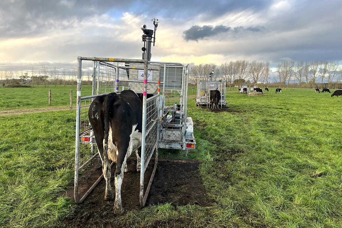 GF Units Lined Up Cows 1500X1000