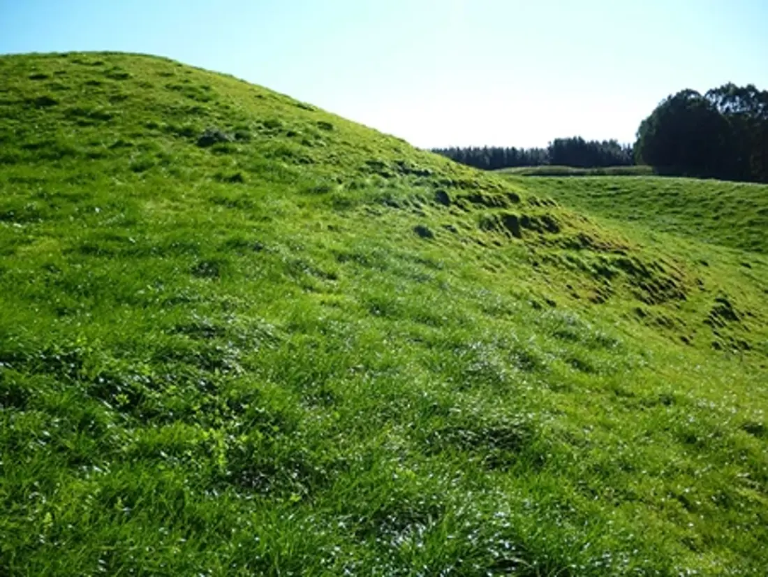 Parekarangi Pasture