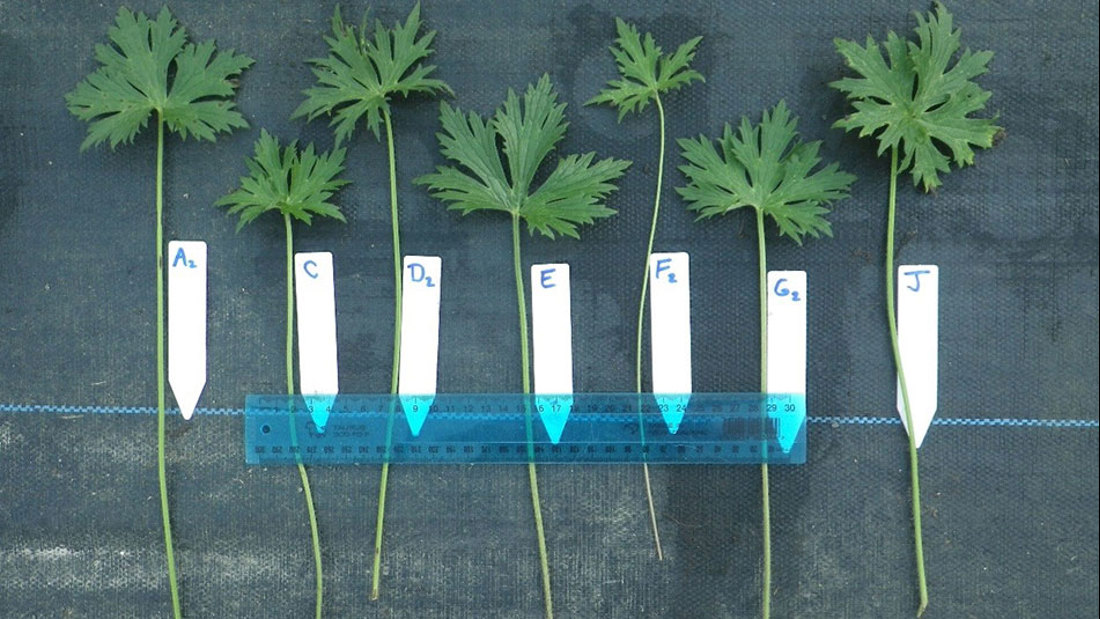 Giant Buttercup Genotypes 950X535