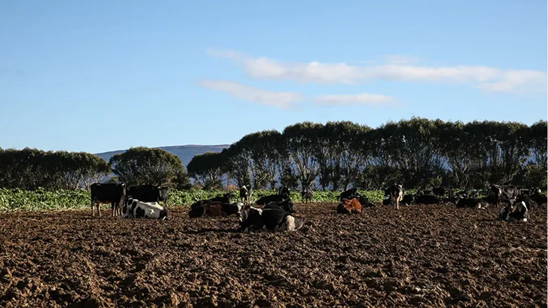 Looking for lying bowls from cows during winter grazing