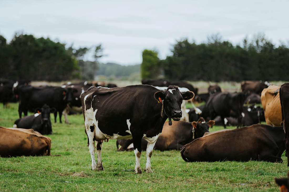 A healthy cow standing in a paddock surrounded by healthy lying cows during winter grazing.