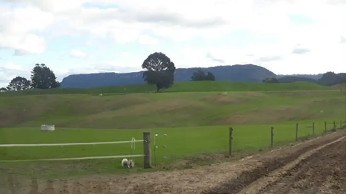 2019 New Pasture Establishing After Turnips