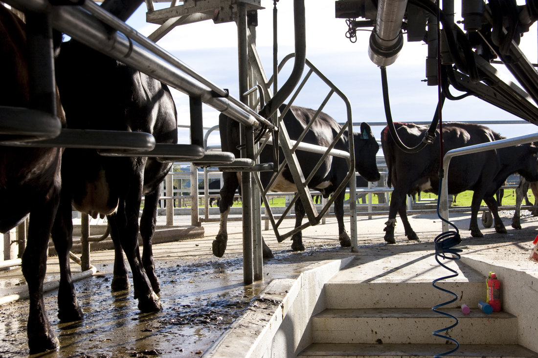A Black cows in a stable
