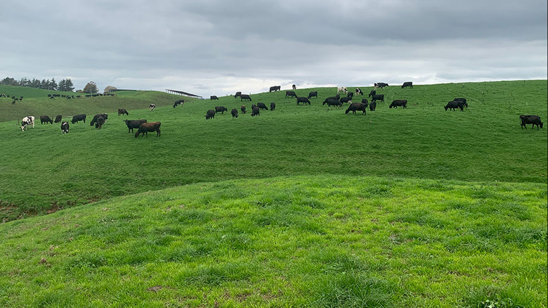 South Waikato Owner Pod2