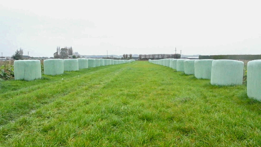 An ungrazed grass breakout area for winter grazing used to improve cow comfort and health.