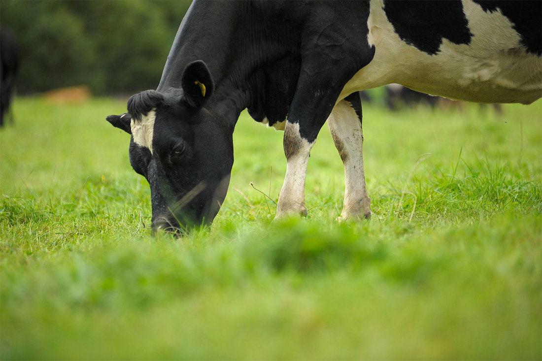 A closeup photo of a friesian cow grazing in a grassy paddock