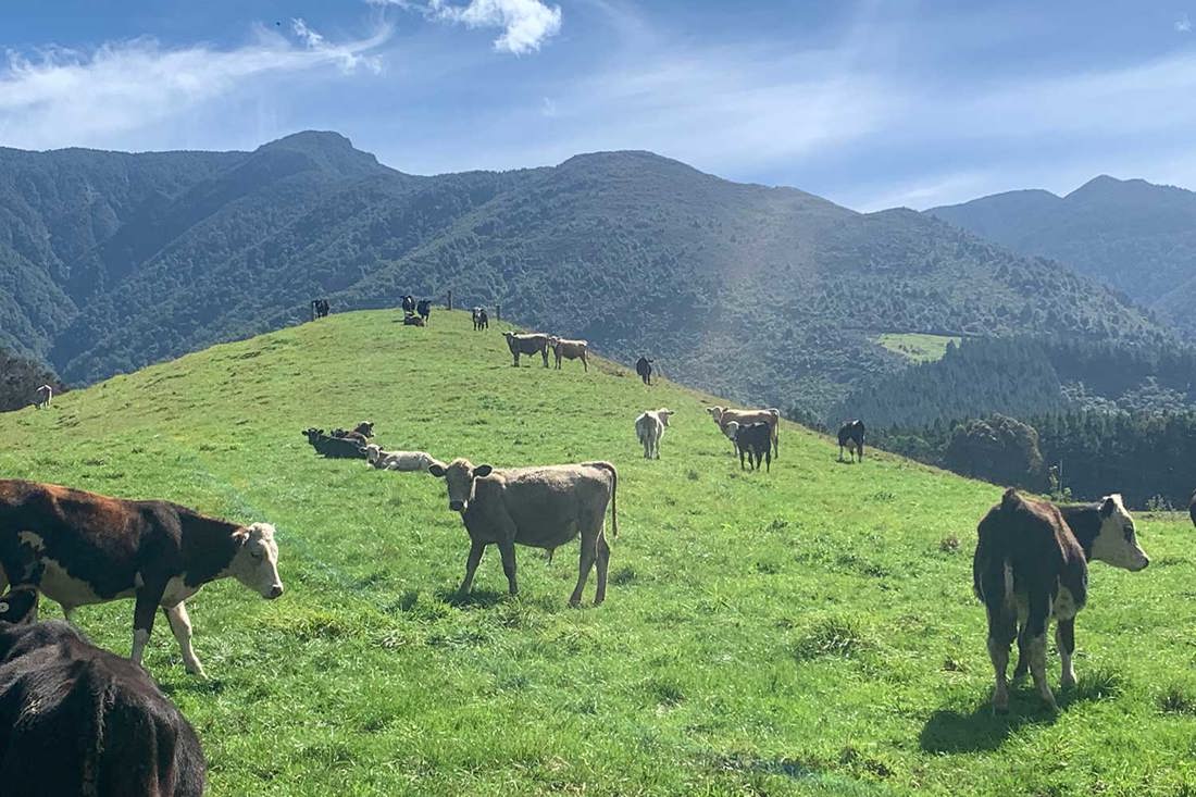 Canterbury and Te Aroha rising one-year olds grazing on the FarmRight Hawkes Bay beef operation. 