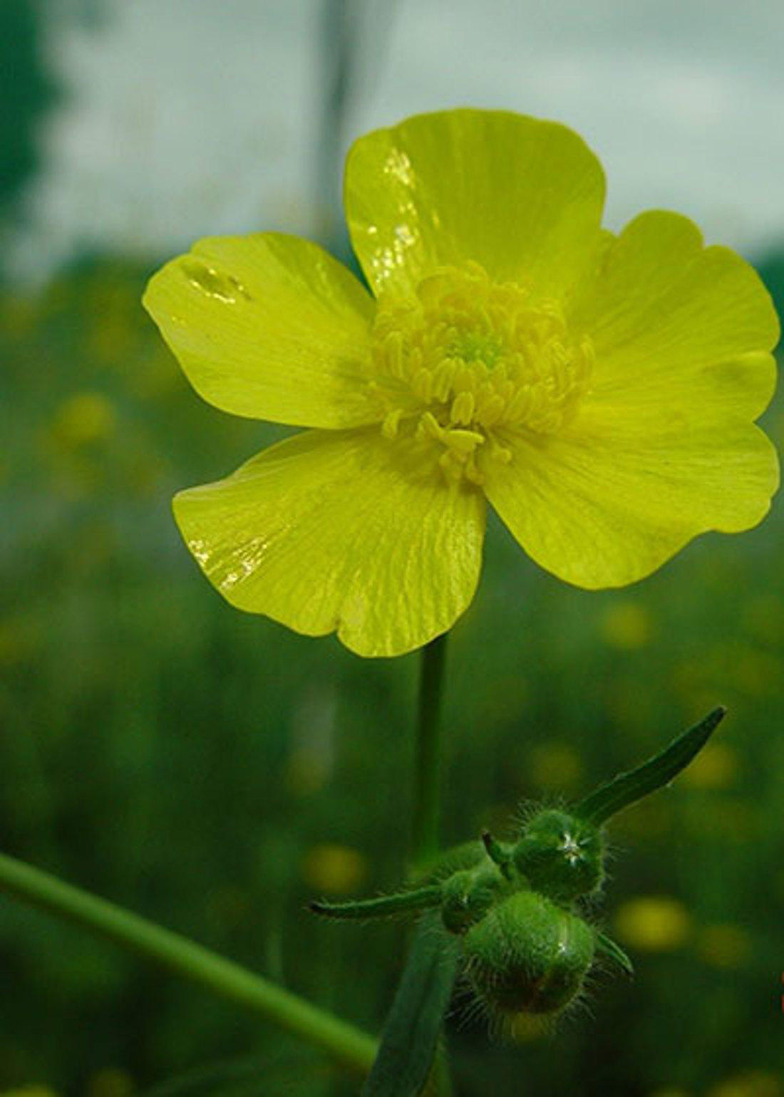Flower And Flower Buds Of Giant Buttercup Plant 400X560