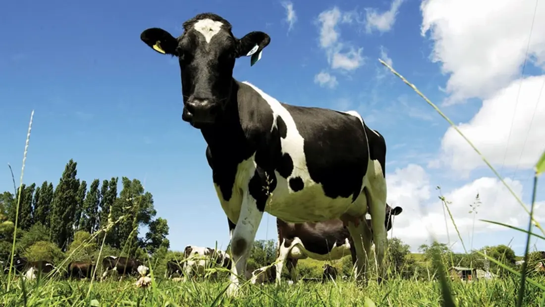 A cow looking at the camera