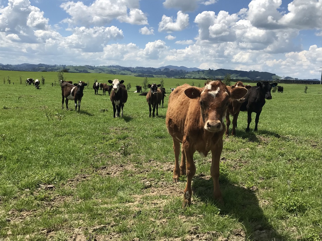 Dairy beef calves standing in paddock in New Zealand