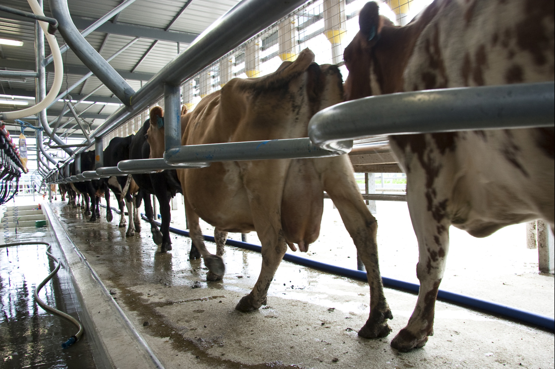 Cows ready for milking