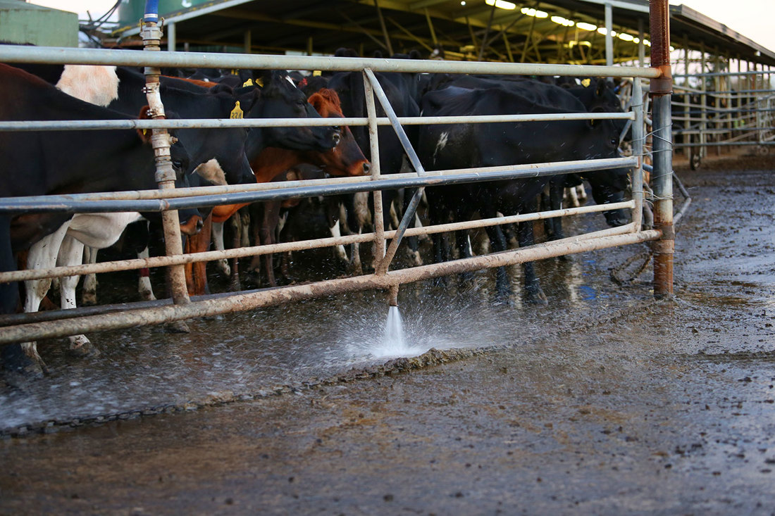 A farm dairy yard with an under-backing-gate wash system