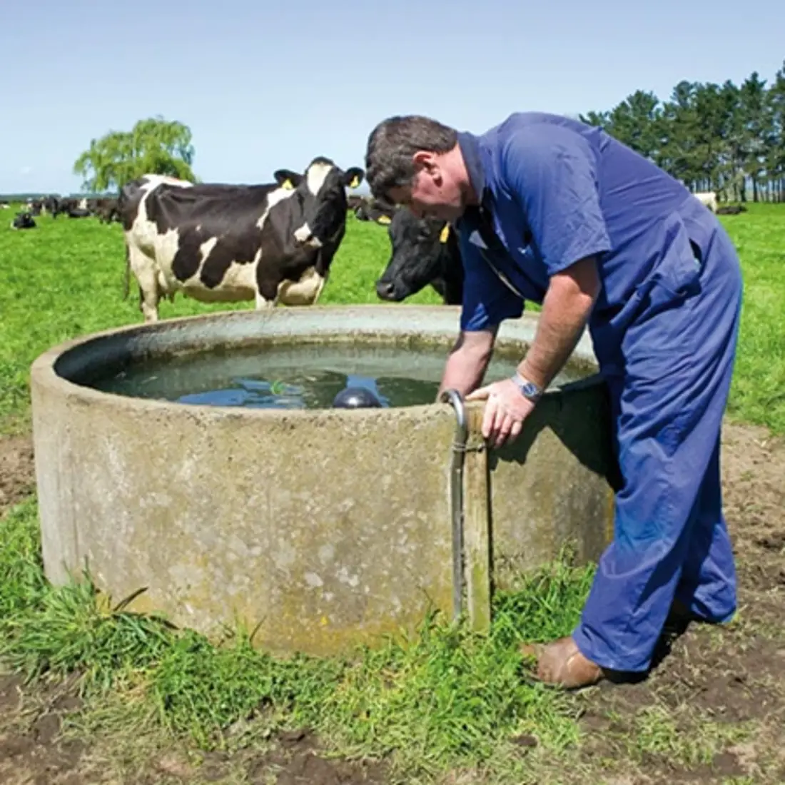 Cow Trough