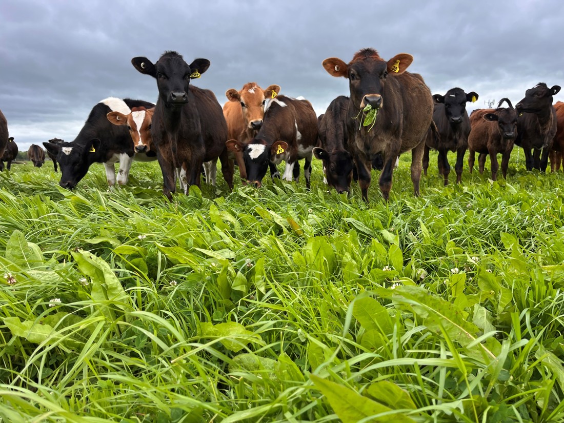 Calves On Chicory 30 October 2023