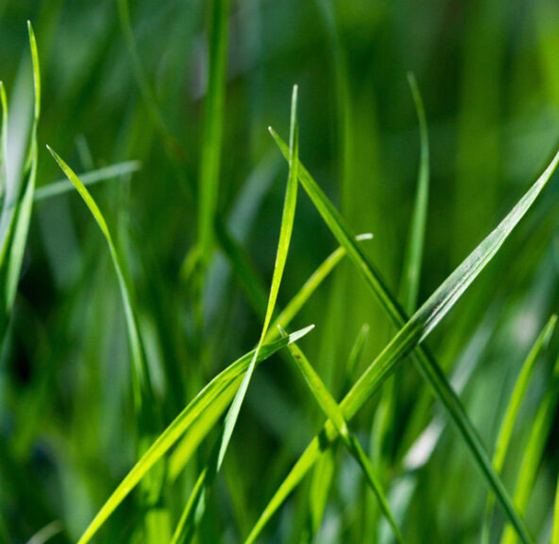 Dry Matter Yield