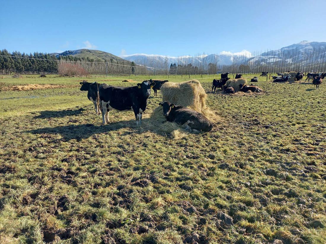A good example of winter grazing in the South Island of New Zealand with cows sitting on hay.
