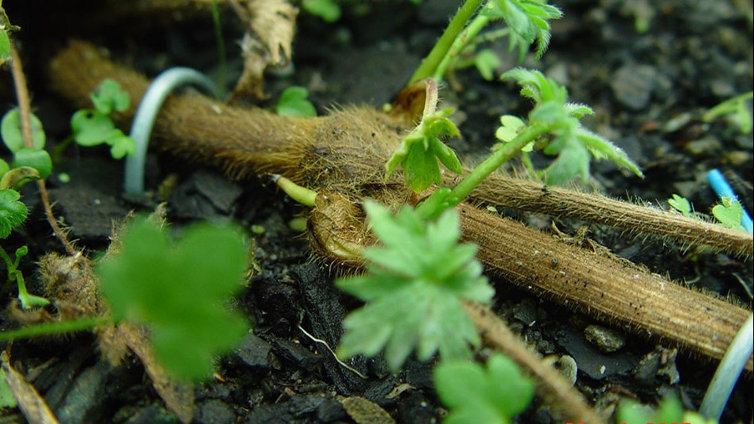 Giant Buttercup Establishing New Roots From Stem Node 950X535