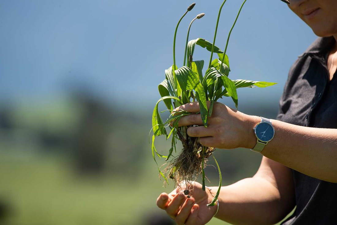 A plantain plant in a human hand with blurry background