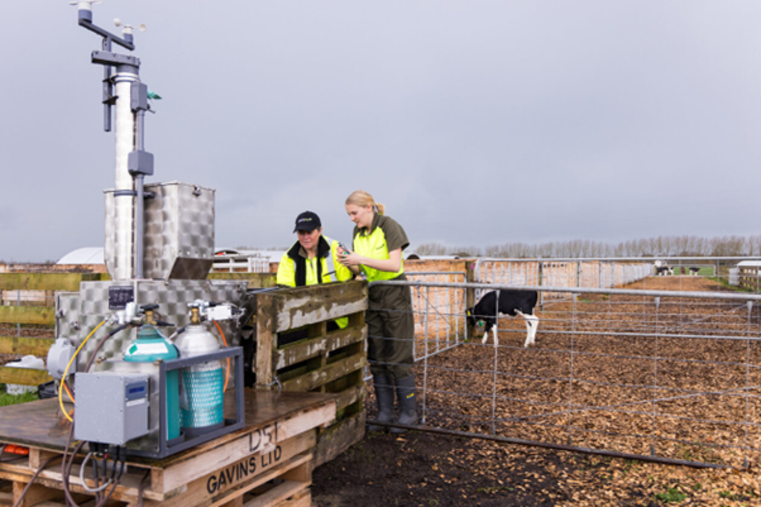 Research technicians training calves to use methane measuring units; Greenfeed Units, C-lock.