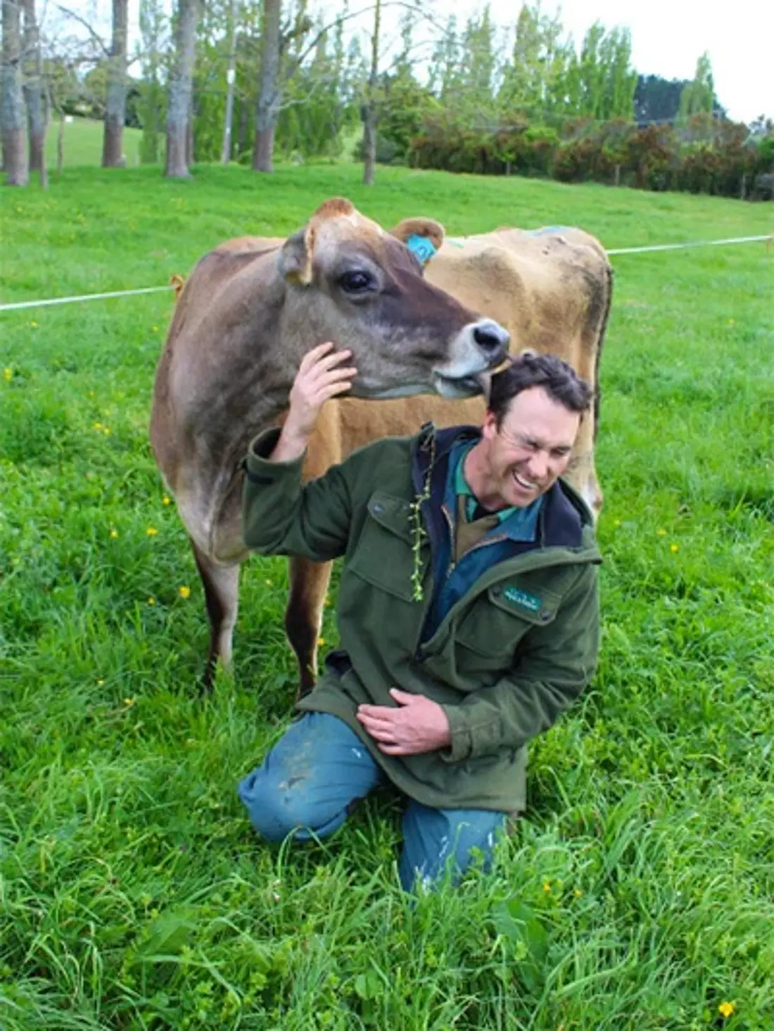 Cow 3