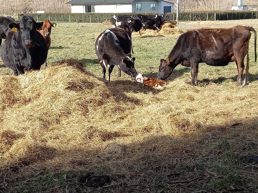 A good example of winter grazing in the South Island of New Zealand with calf sitting on hay.