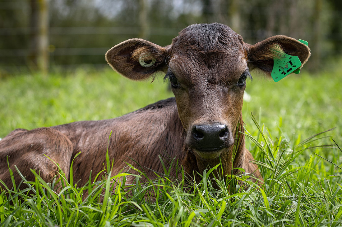 Dairy Calf Sitting In Grass On Sunny Day