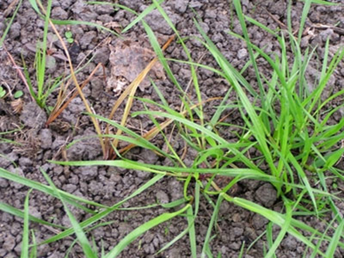 Black Beetle Damage 1