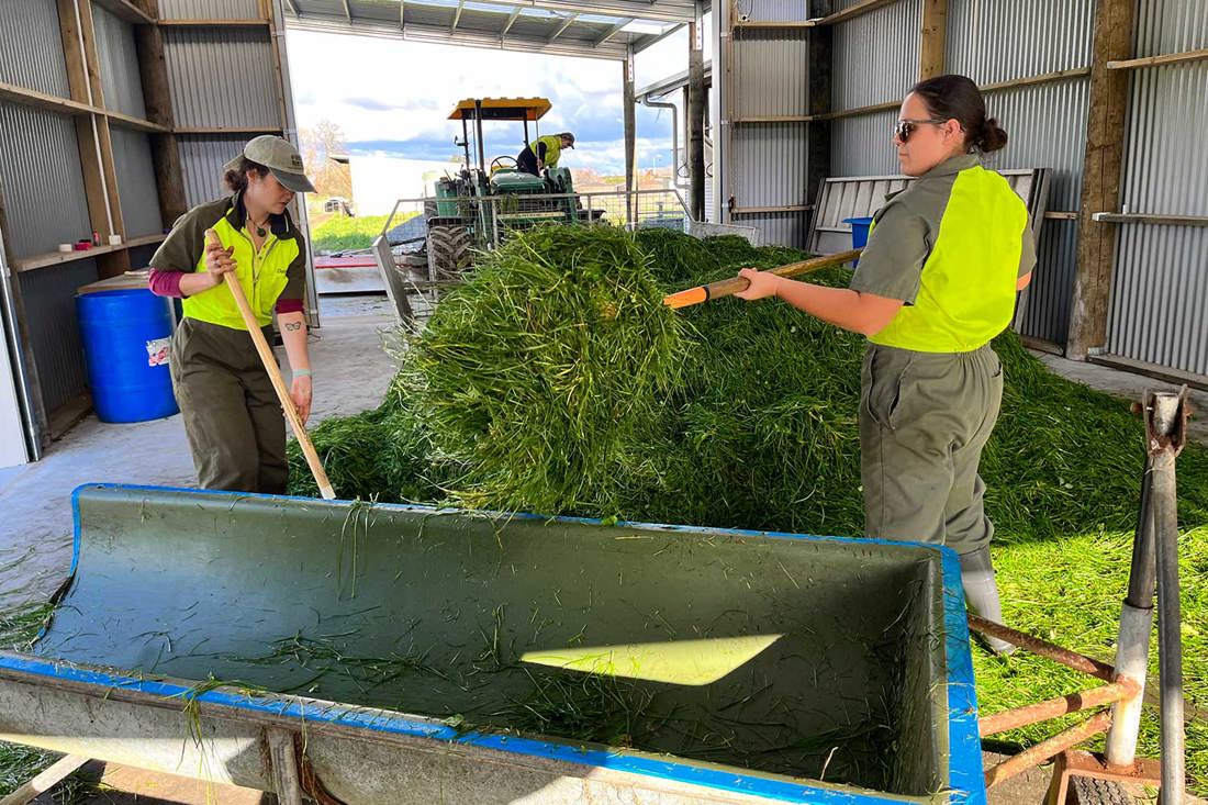Sarah Ansbro Kayla Martin Hall Prepping Feed Indoor Calan Barn 1500X1000
