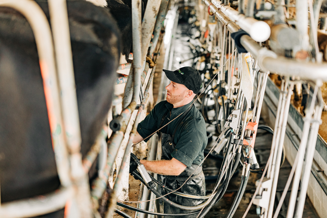 A male prepping rows of cows for milking process
