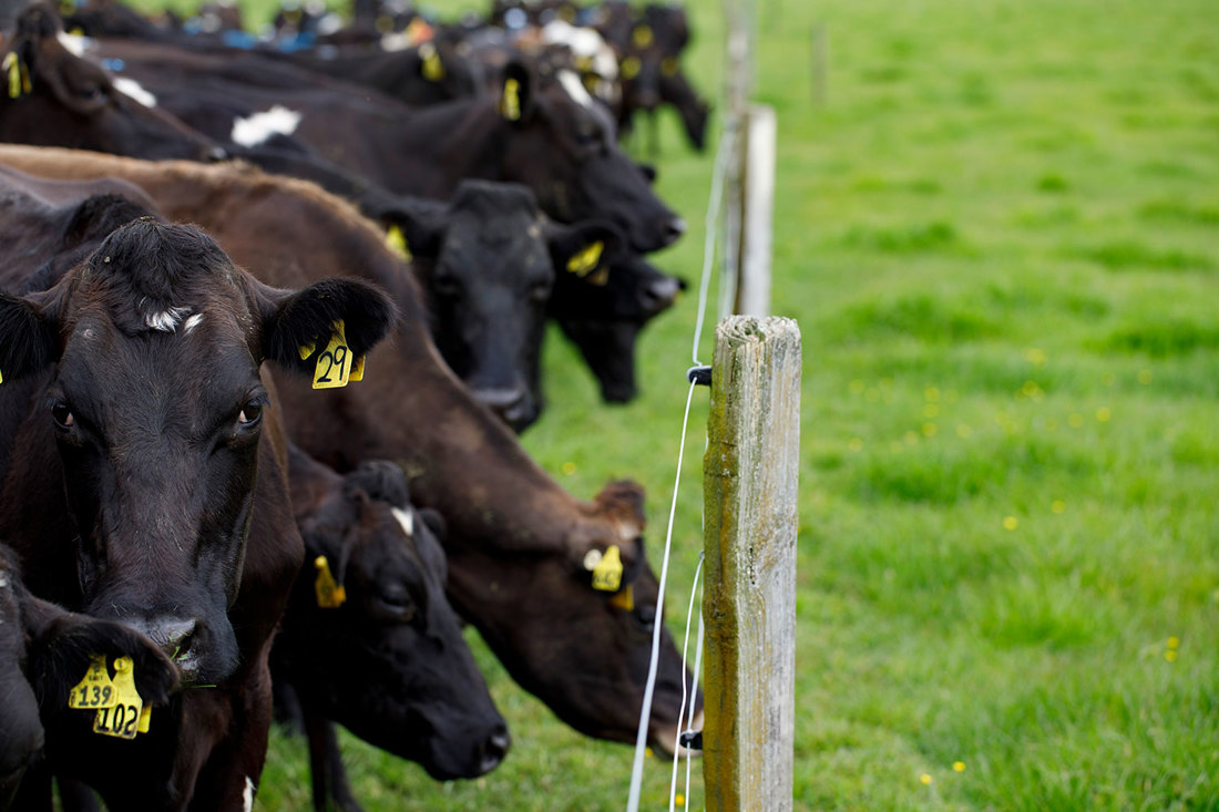 Cows And Grass Dairynz 2023 1500Wide