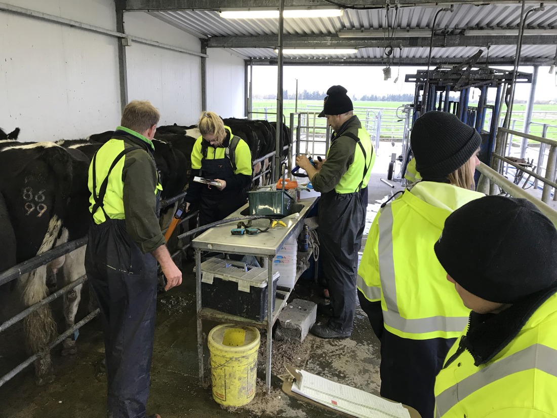 Improving Cow Fertility