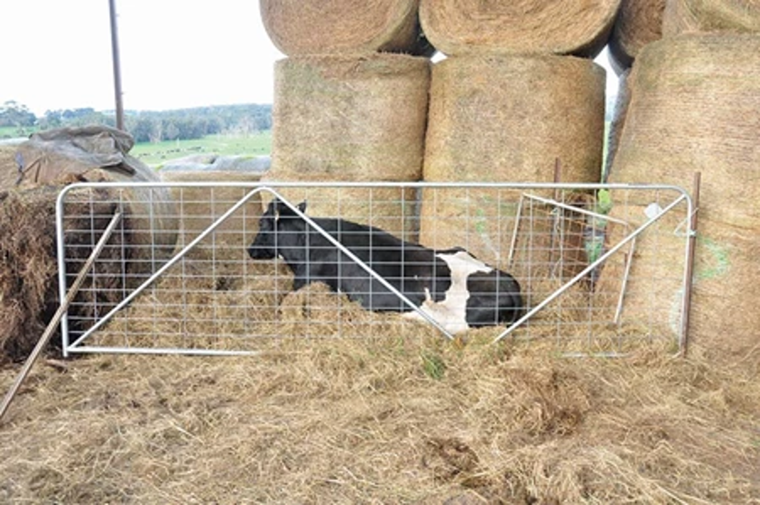 A dedicated nursing area can help increase your down cows’ chances of recovery.