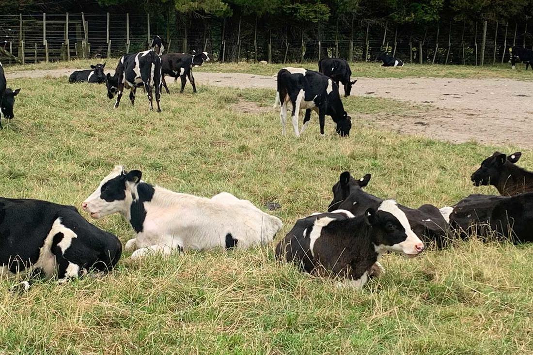 Canterbury rising one and rising two-year-olds on FarmRight Hawkes Bay beef farm. 