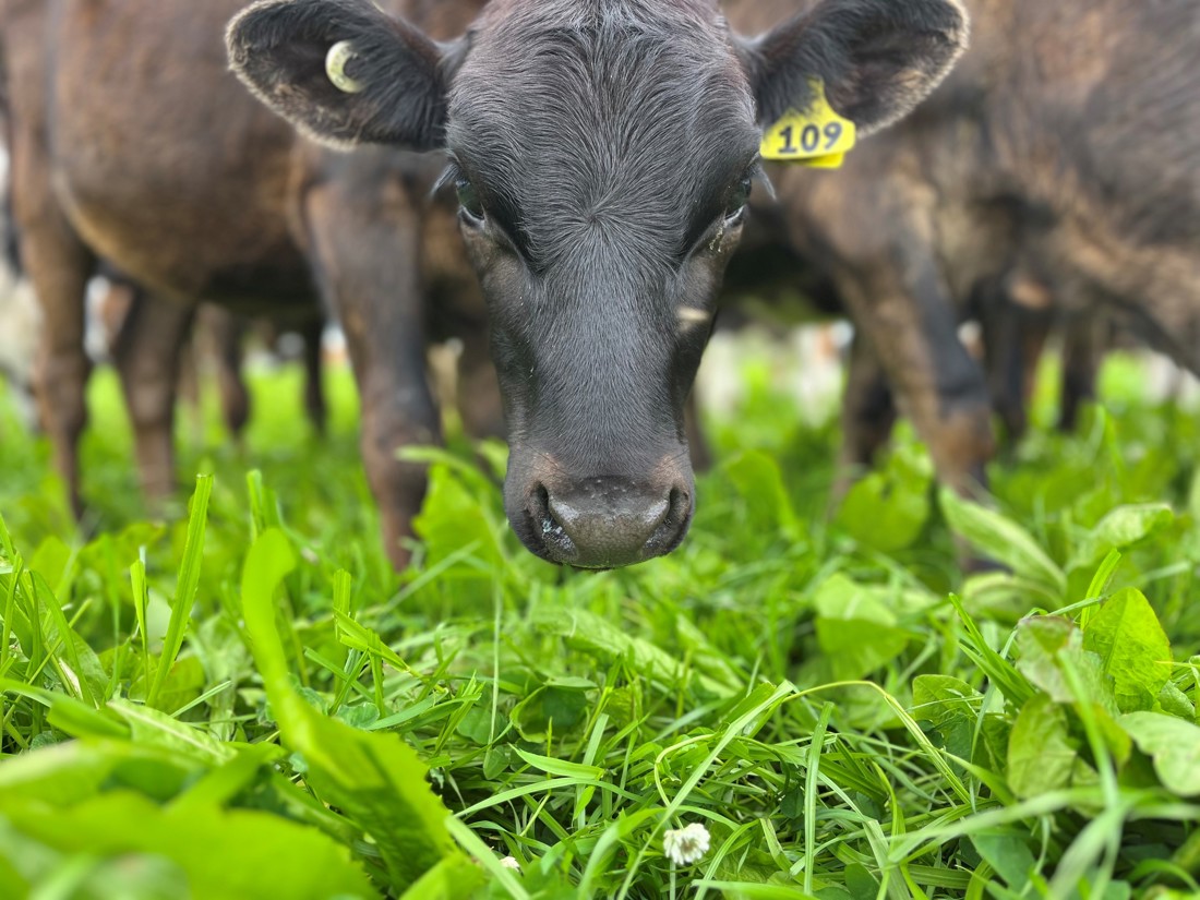 Calves In R7 2