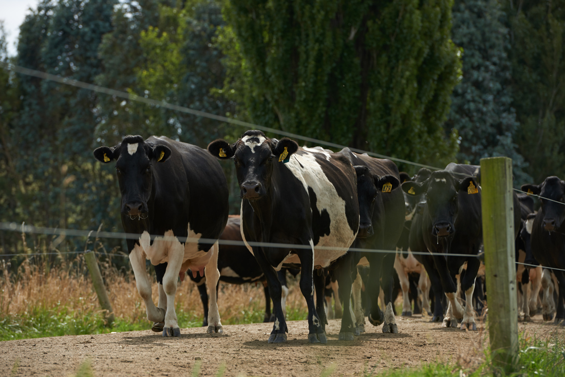 A number of cows on race