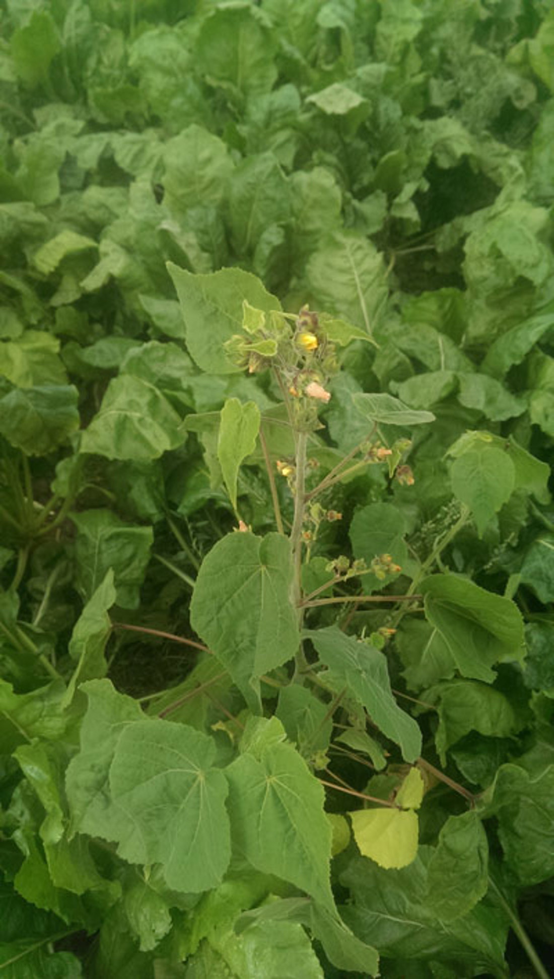 Velvetleaf Photo 2