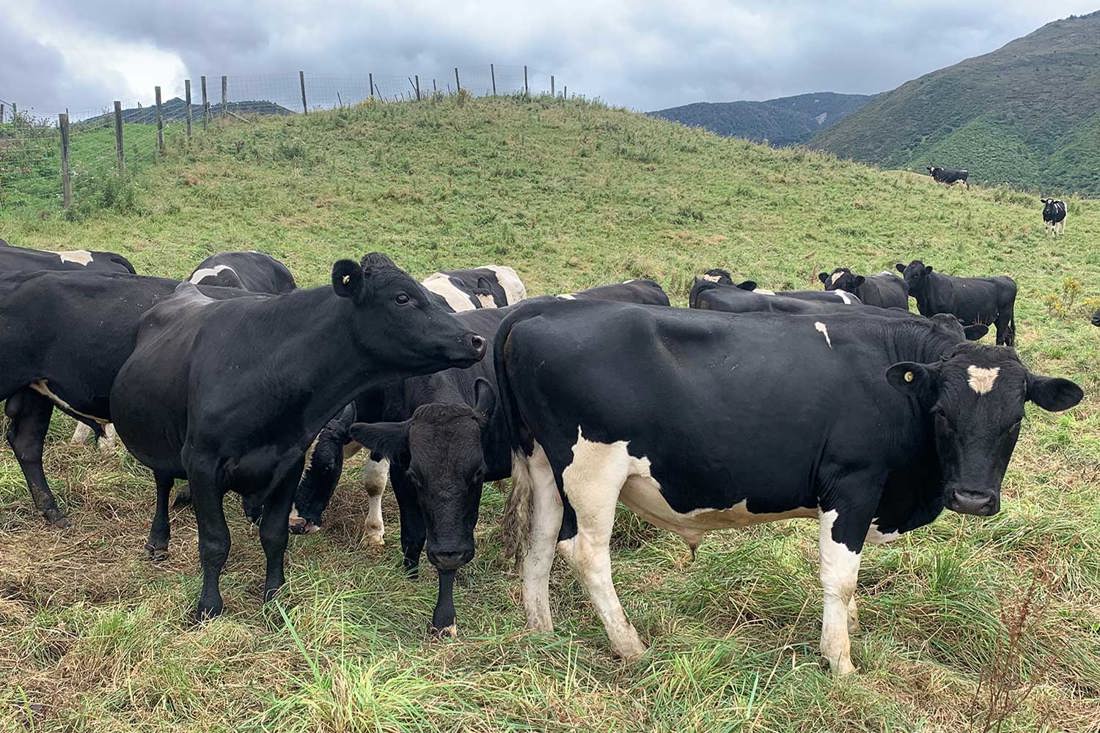 Canterbury rising one and rising two-year-olds on FarmRight Hawkes Bay beef farm. 