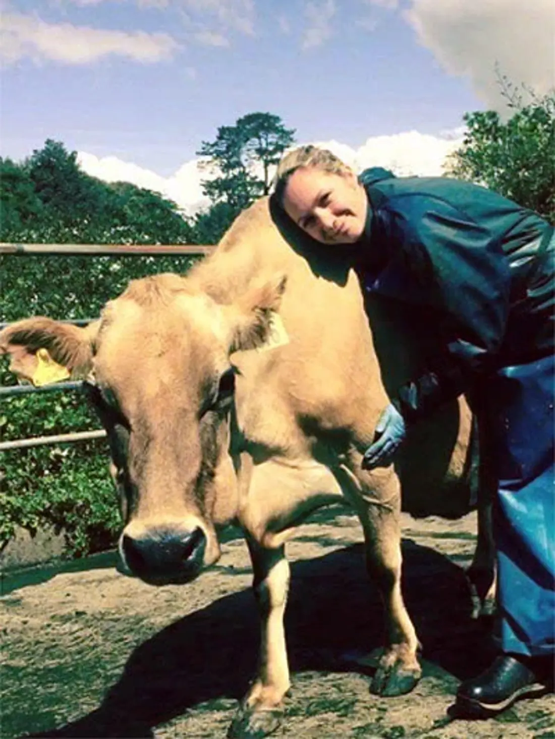 Cow 2