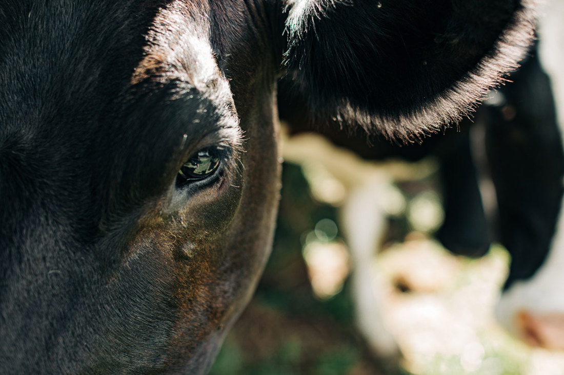 Close up view of the side of a dairy cow's face and ear