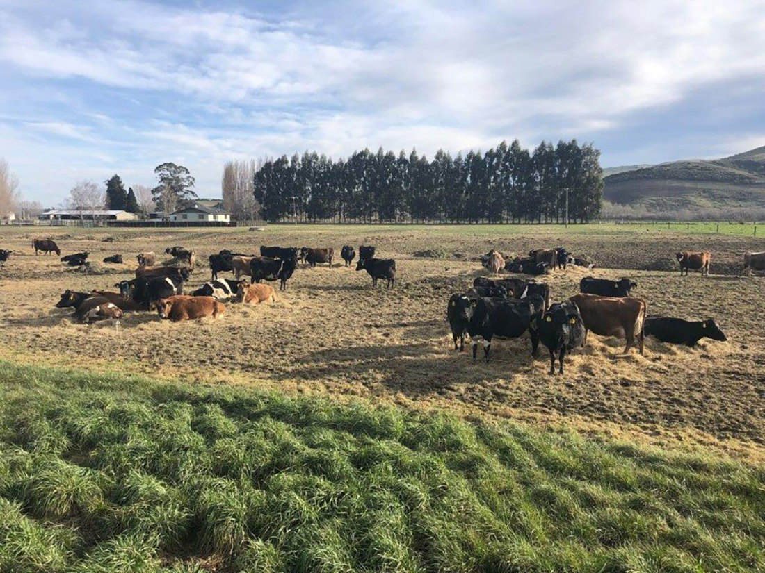 A good example of winter grazing in the South Island of New Zealand with a herd of cows sitting on hay.