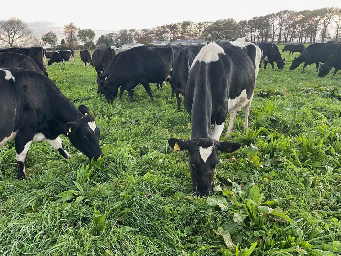Johan And Kylie Van Ras Cows In Paddock