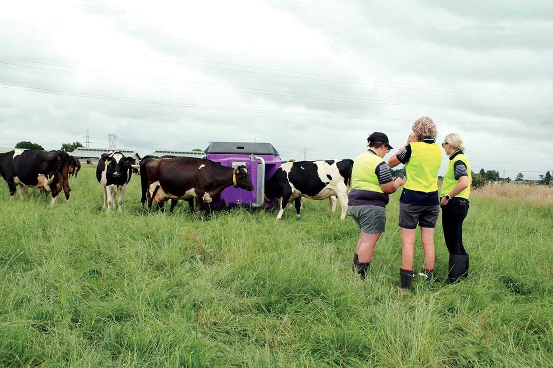 Scientists and farm team assessing cow visitations to an in-paddock feeder to see if it could help deliver compounds to reduce methane in the future.