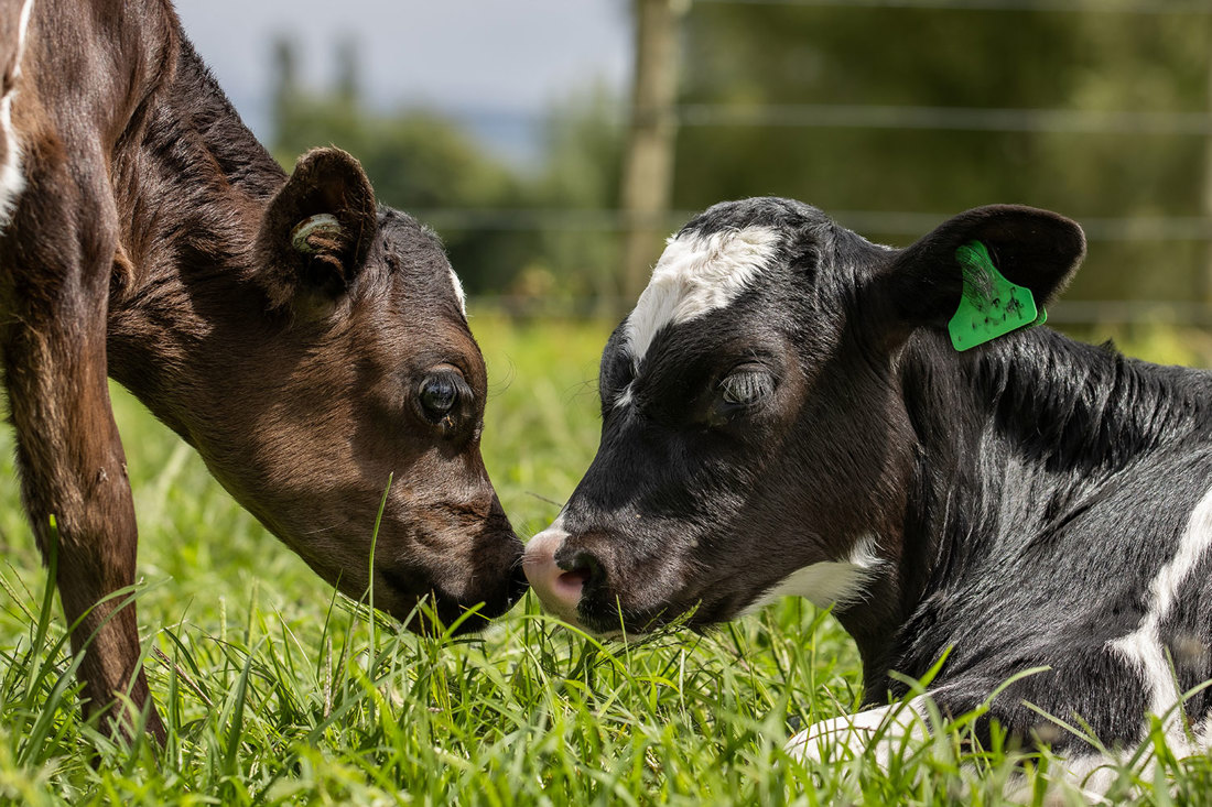 Two Dairy Calves Being Friendly