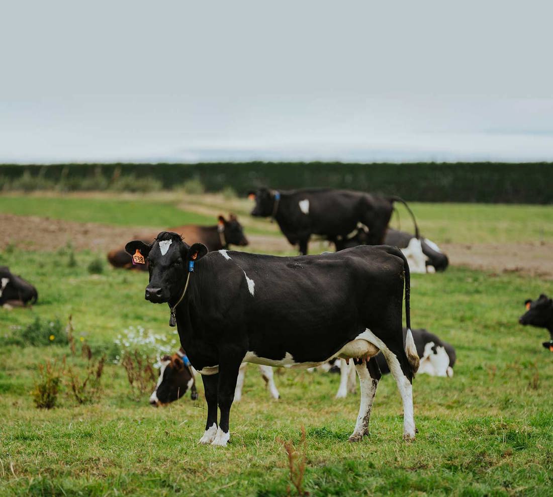 Animal Database DIGAD